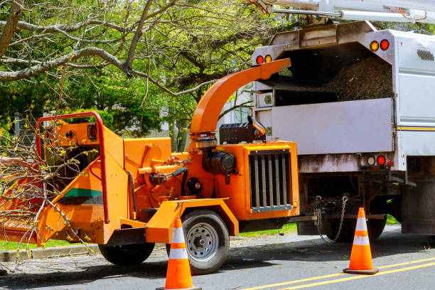 How Our Tree Care Process Works  in Lake Nacimiento, CA